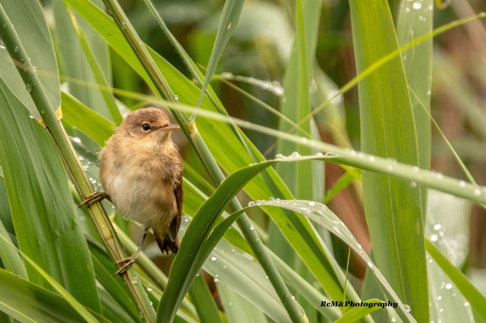 Kleine karekiet. - Vogels - Kleine karekiet.