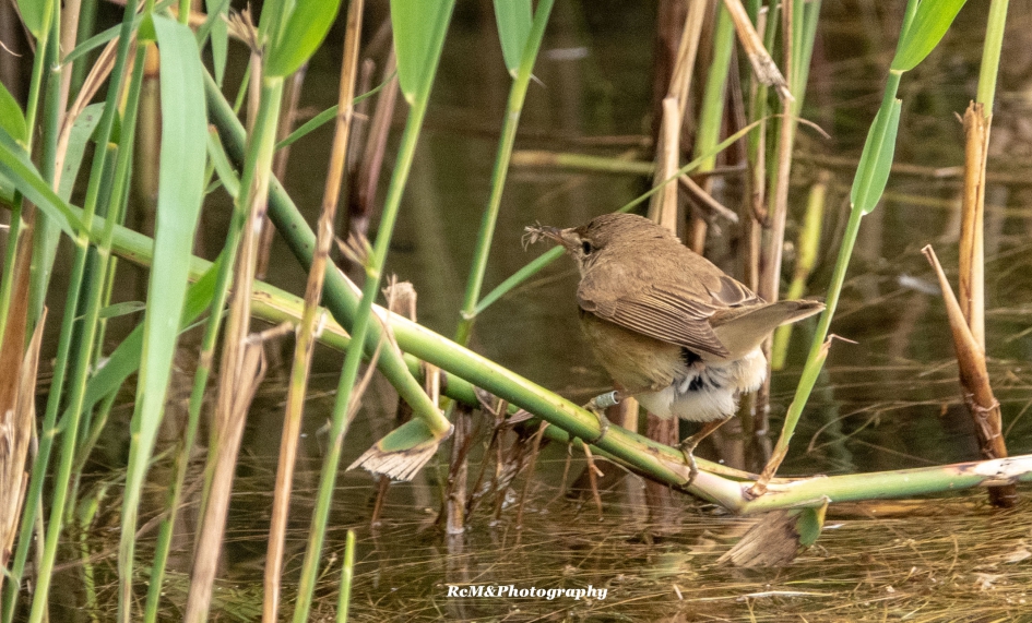 Kleine karekiet. - Vogels - Kleine karekiet.