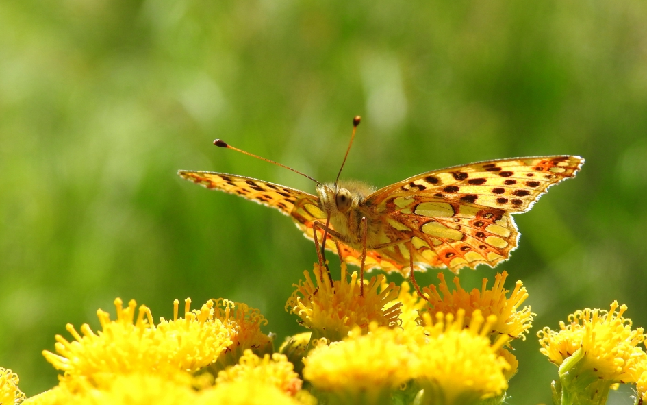 Kleine parelmoervlinder - Geleedpotigen - Kleine parelmoervlinder