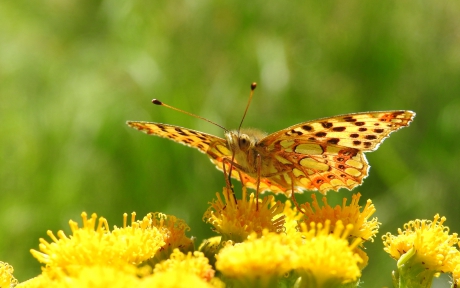 Kleine parelmoervlinder