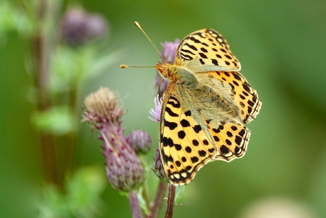 Kleine Parelmoervlinder