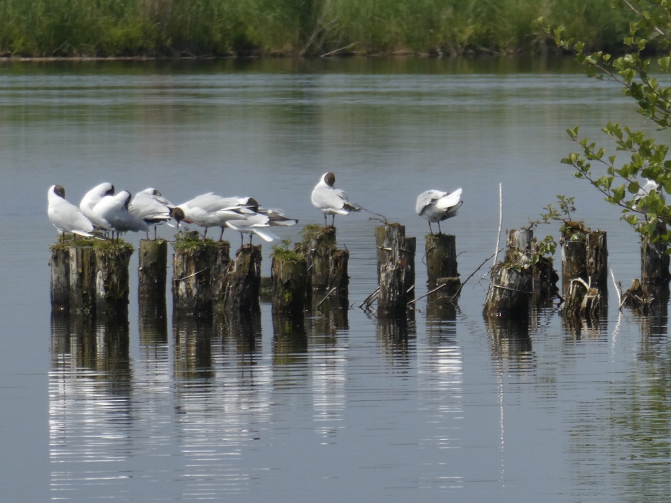 Kokmeeuwen - Vogels - 