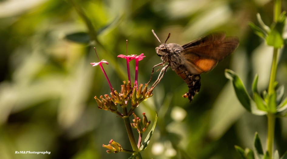 Kolibrievlinder. - Geleedpotigen - Kolibrievlinder.