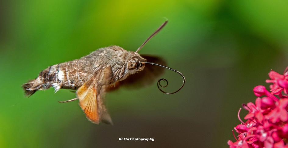 Kolibrievlinder. - Geleedpotigen - Kolibrievlinder.