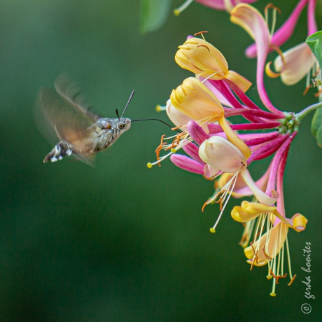 Kolibrievlinder (Macroglossum stellatarum) bij kamperfoelie