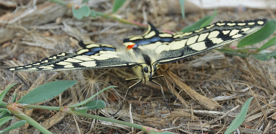 Koninginnenpage - Geleedpotigen - Koninginnenpage