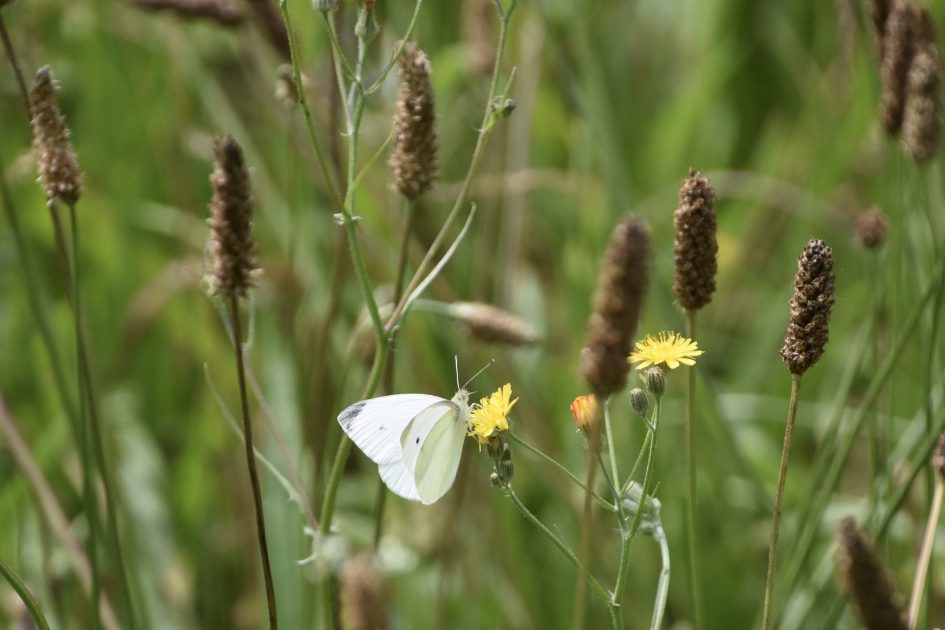 Koolwitje - Geleedpotigen - 
