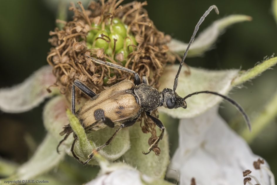 Korte smalboktor (Pachytodes cerambyciformis) - Geleedpotigen - Korte smalboktor