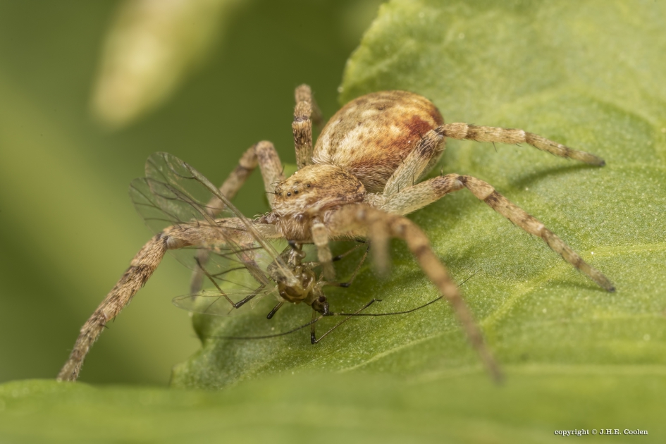 Krabspin met prooi - Geleedpotigen - Krabspin