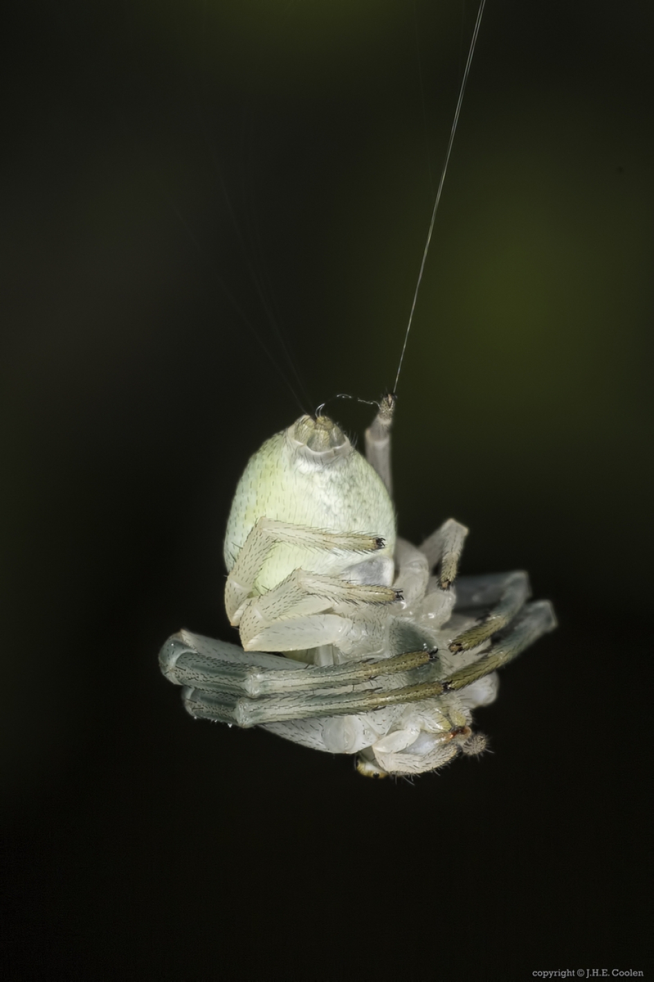 Krabspin (Misumena vatia) - Geleedpotigen - Krabspin