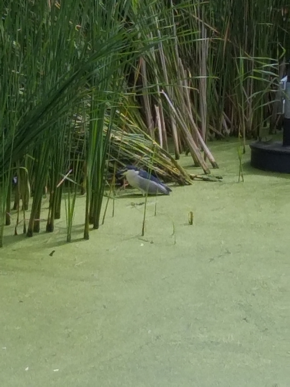 Kwak - Vogels - Kwak