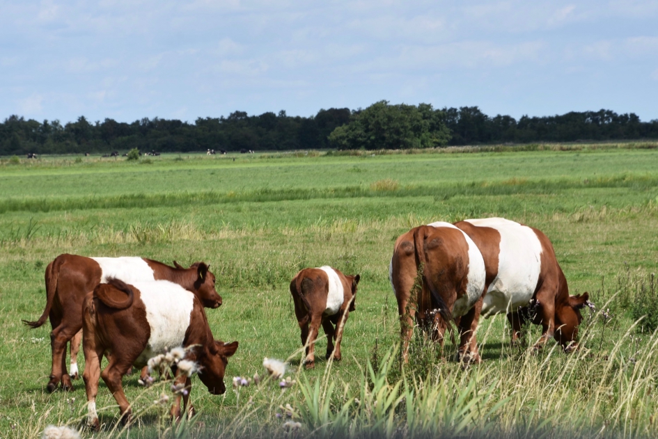 Lakenvelders - Zoogdieren - 