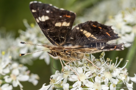 Landkaartje (Araschnia levana)