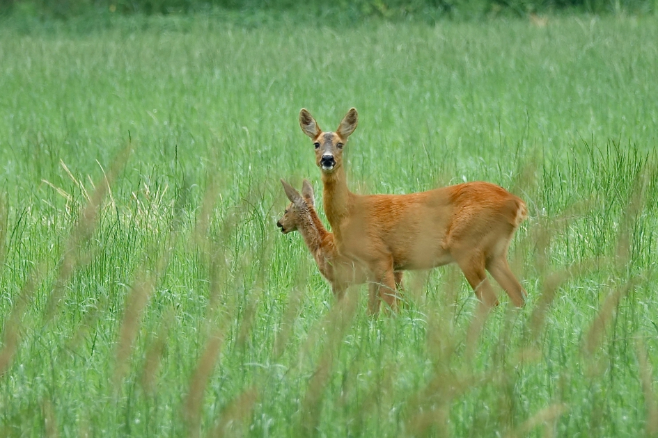 Lang mals gras - Zoogdieren - Ree