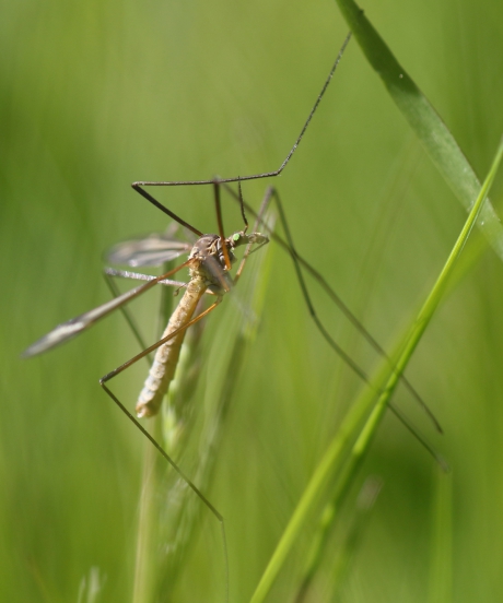 langpootmug - tipula vernalis-