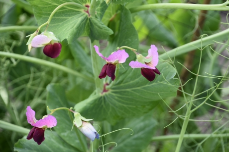 Lathyrus