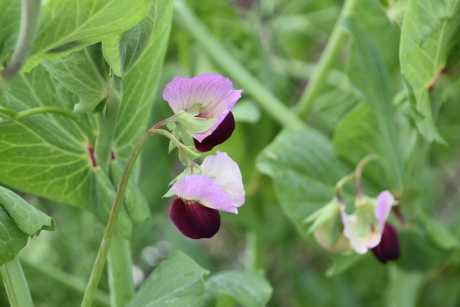 Lathyrus