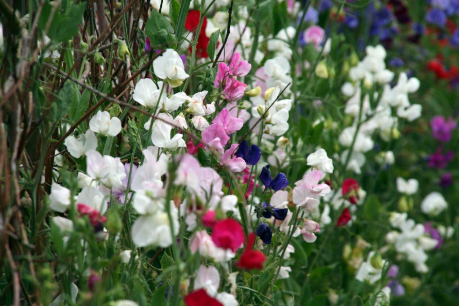 Lathyrus - Planten - 