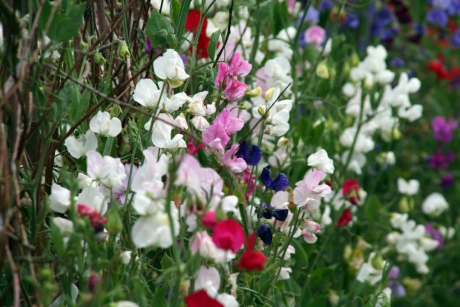 Lathyrus
