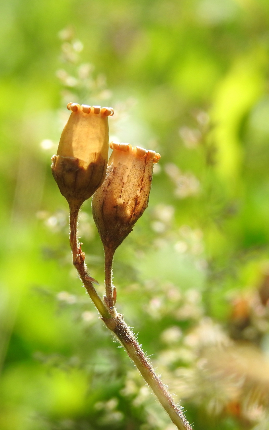 Lege doosjes - Planten - Dagkoekoeksbloem