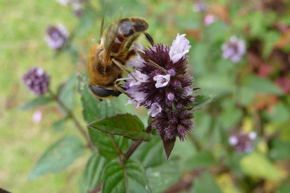 Lekker - Geleedpotigen - 