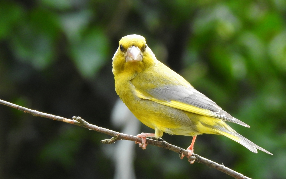 Lekker eigenwijs - Vogels - Groenling