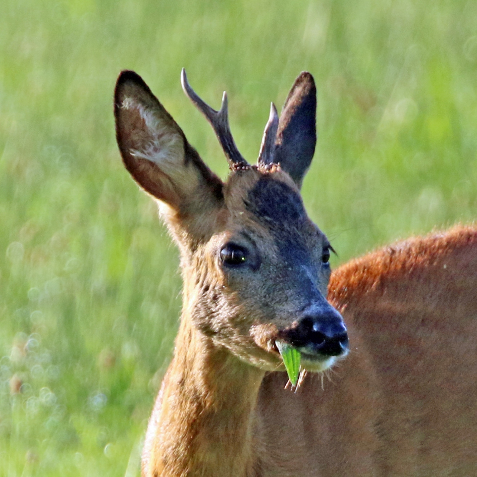 Lekker smikkelen - Zoogdieren - 