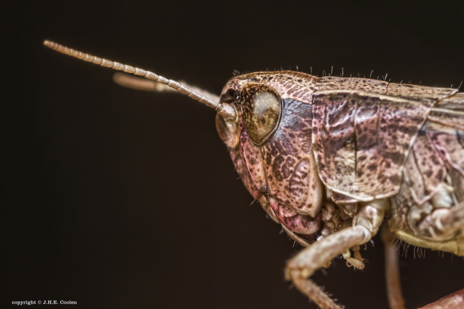 Lichte vorm van erythrisme - Geleedpotigen - Sprinkhaan