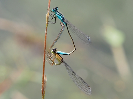 Liefhebbende lantaarntjes