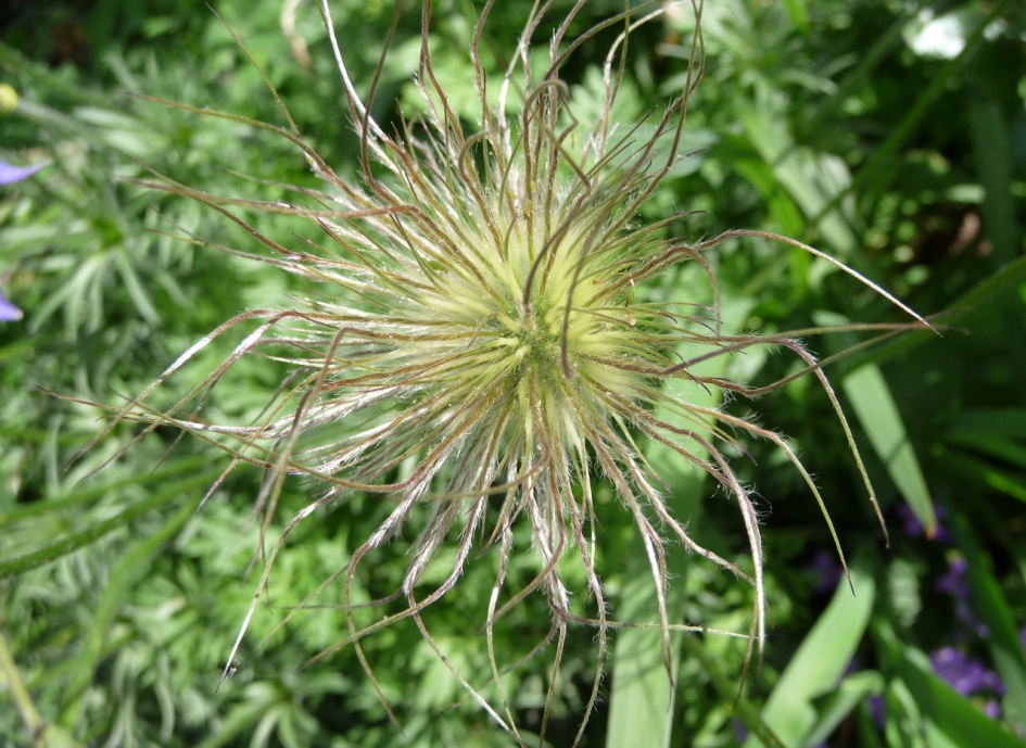 Uitgebloeid - Planten - 