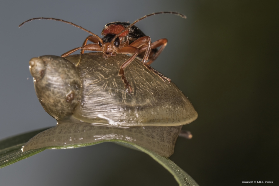 Lui... - Geleedpotigen - Zwart soldaatje/slak