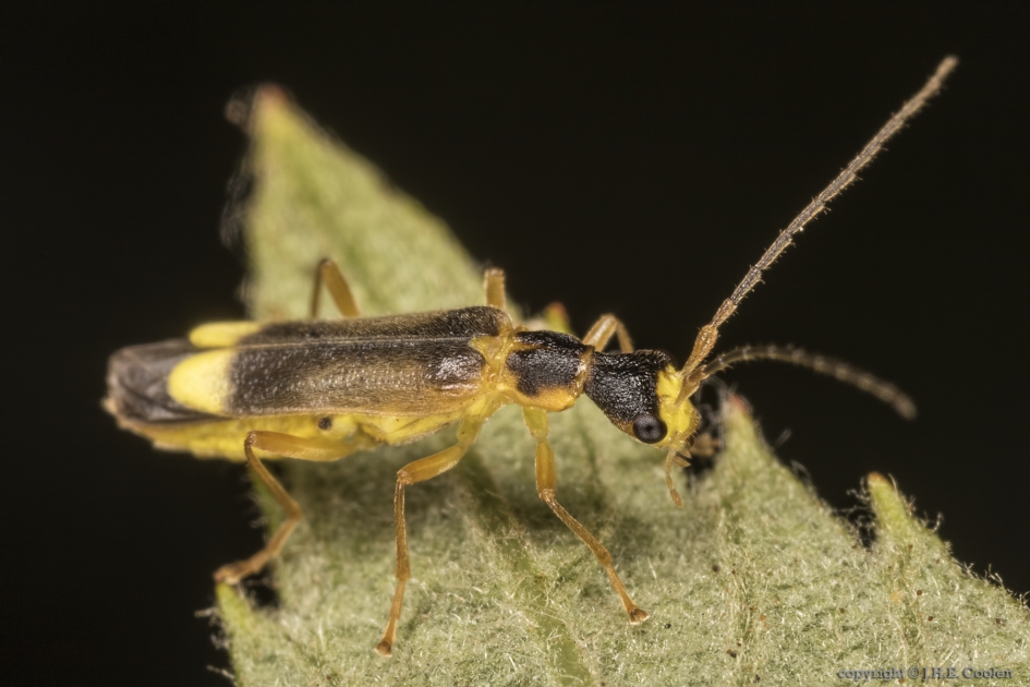 Malthininae-soort - Geleedpotigen - Malthininae-soort