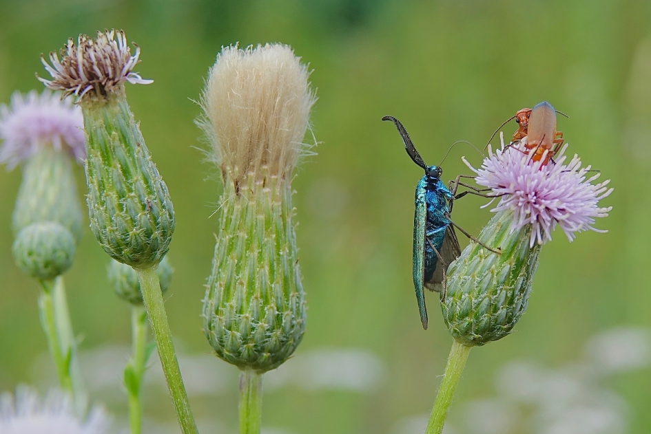 Metaal man - Geleedpotigen - Metaalvlinder