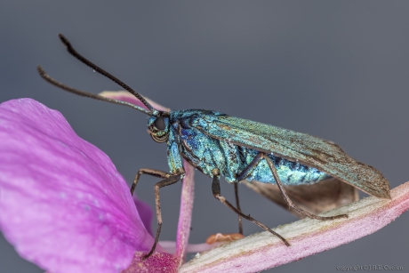 Metaalvlinder  (Adscita statices)