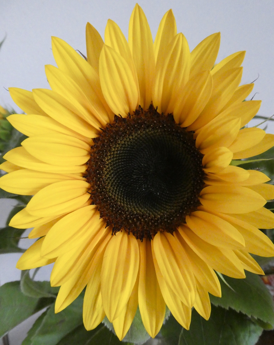 MH17 symbool - Planten - 