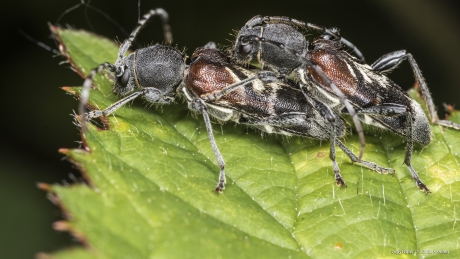 Mierenboktor (Anaglyptus mysticus)