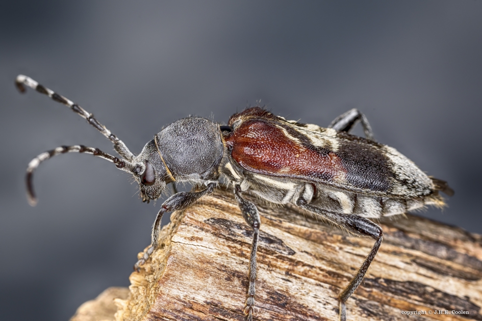 Mierenboktor (Anaglyptus mysticus) - Geleedpotigen - Mierenboktor