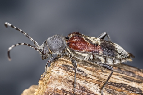 Mierenboktor (Anaglyptus mysticus)