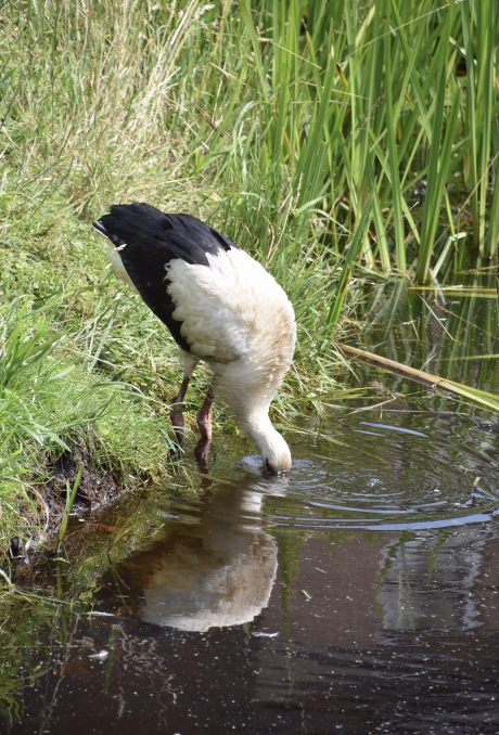 Misschien onder water