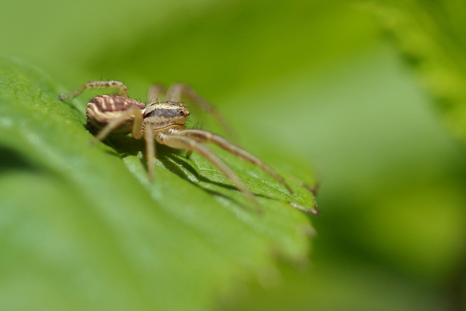 moeraskrabspin - Geleedpotigen - moeraskrabspin