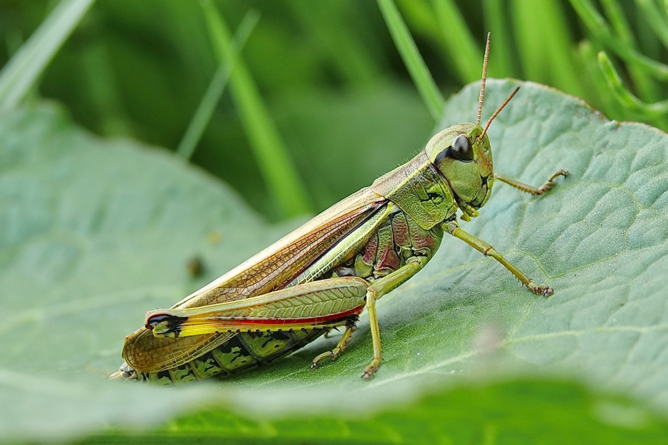 Moerassprinkhaan - Geleedpotigen - Moerassprinkhaan