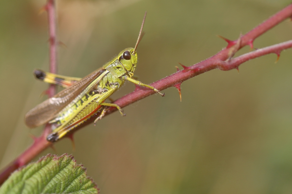 moerassprinkhaan - Geleedpotigen - moerassprinkhaan