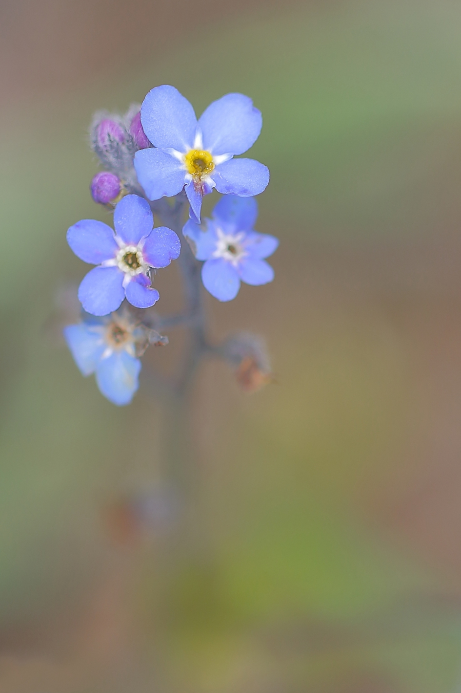 moerasvergeet-mij-nietje - Planten - moerasvergeet-mij-nietje