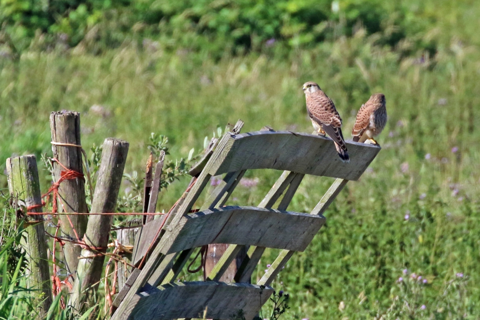 Mooi authentiek hek - Vogels - 