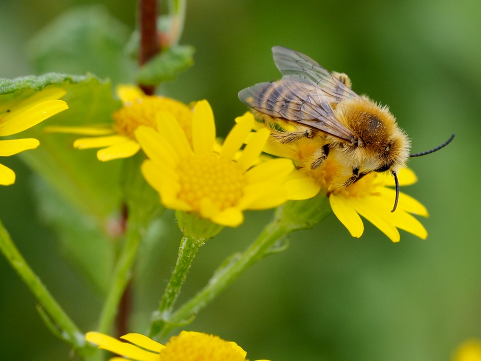 Mooi bijtje - Geleedpotigen - Pluimvoetbij