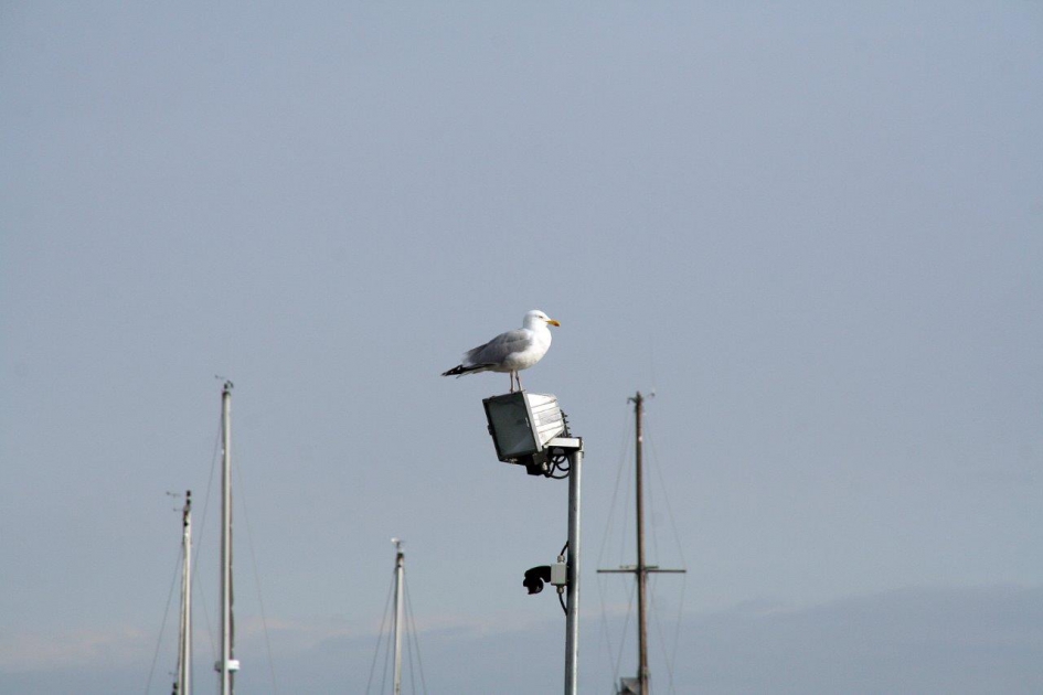 Mooi uitzicht - Vogels - 