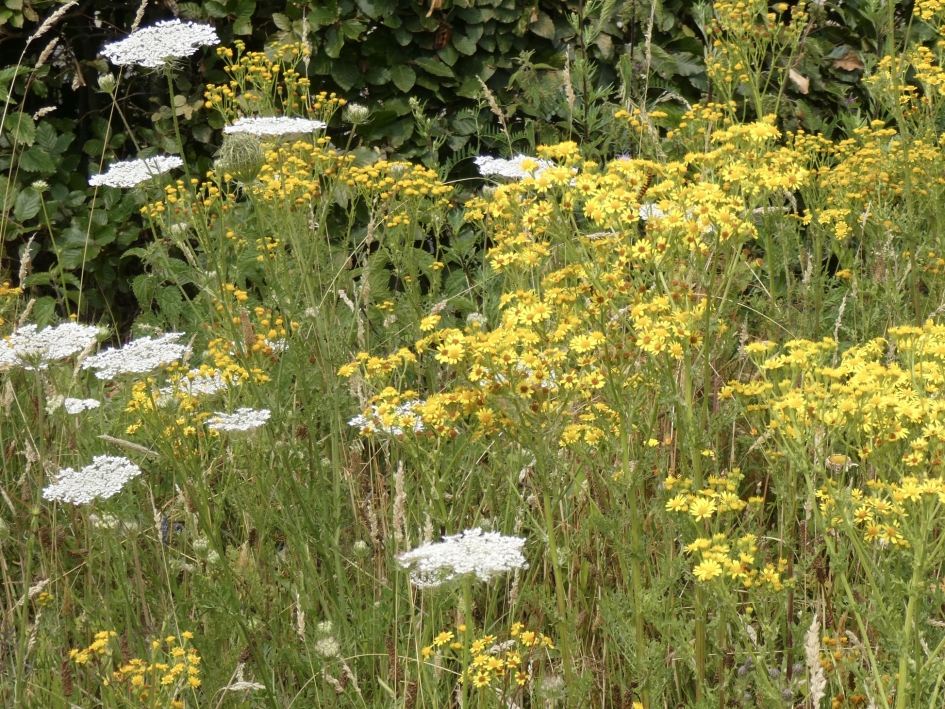 Mooie berm - Planten - 