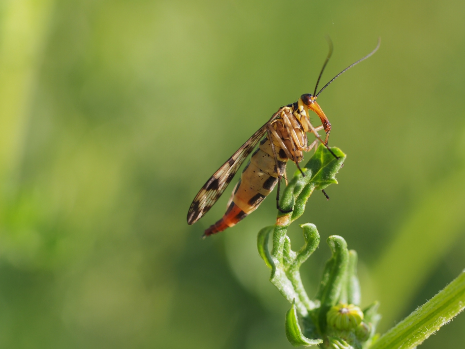 Mooie dame - Geleedpotigen - Schorpioenvlieg, wrsch. gewone