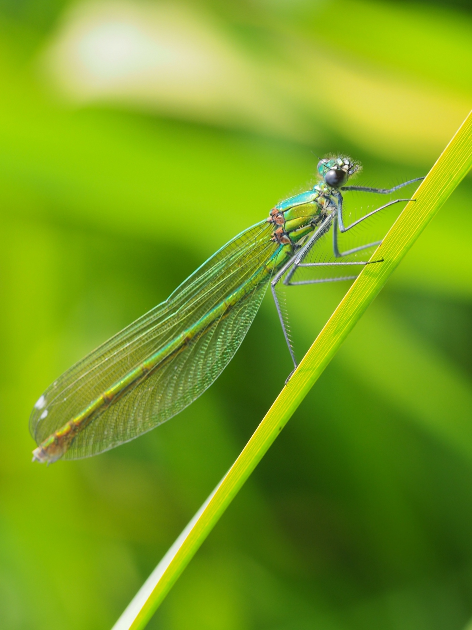 Mooie dame - Geleedpotigen - Weidebeekjuffer