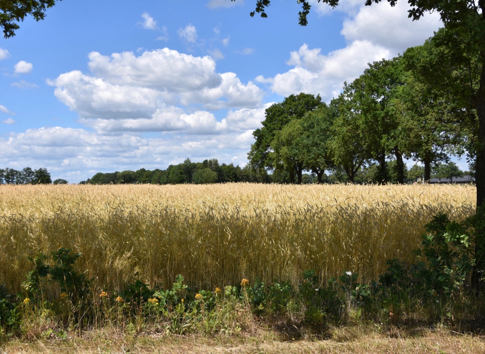 Mooi graanveld - Weer en landschap - 